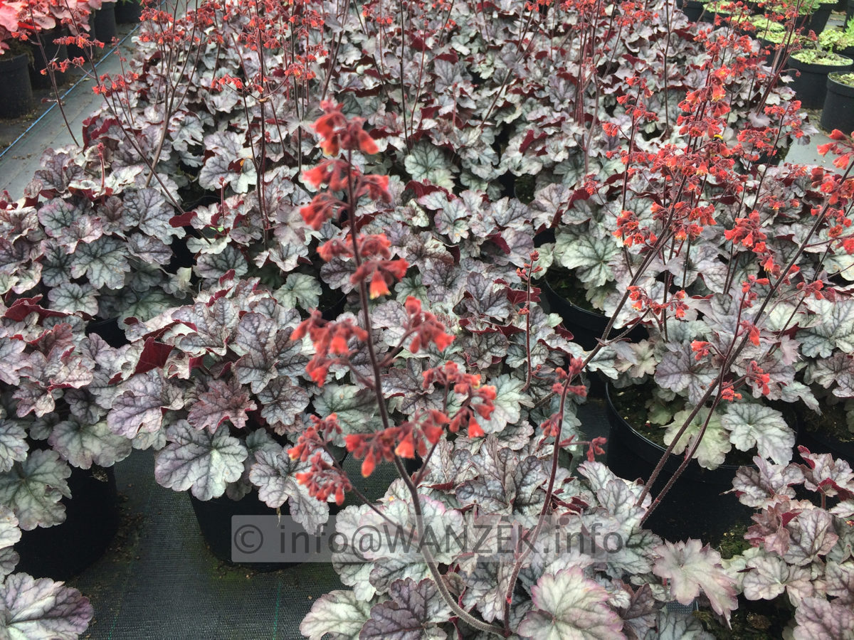 Heuchera Hybride Cinnabar Silver 02.JPG